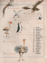 ANIMALES-Las-aves--2