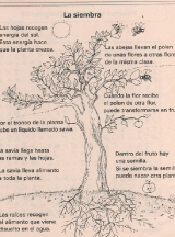 PLANTAS-La-siembra-1